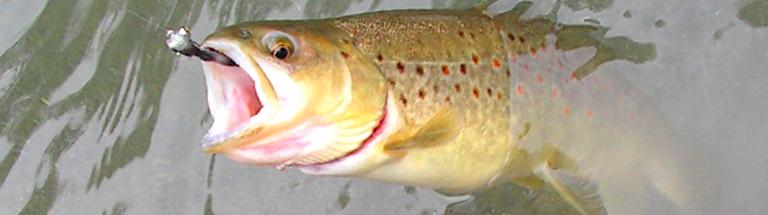 Fliegenfischen, Fischerurlaub in Österreich
